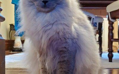 Mittens purebred ragdoll cat adopted in queens ny