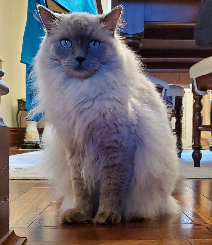 Ragdoll cat adoption queens ny