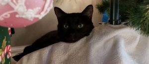 Sweet black cat for adoption in new york city – all supplies included – adopt adorable “plum”