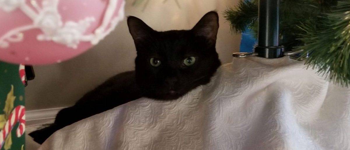Sweet Black Cat For Adoption in New York City All Supplies Included