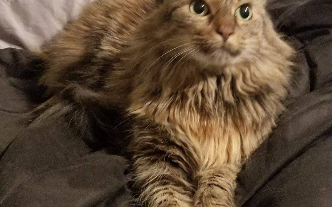 Maine Coon Mix Cat For Adoption in Seattle WA – Adopt Delightful Daisy