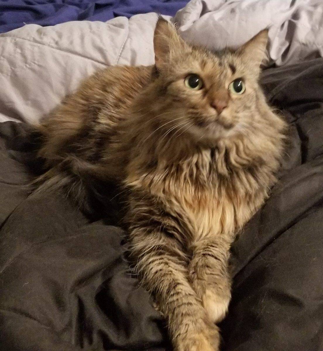 Maine Coon Mix Cat For Adoption in Seattle WA Adopt Delightful Daisy