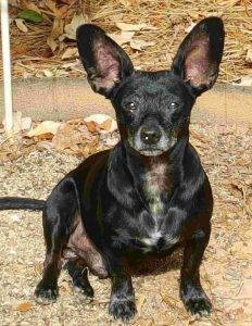 Dachshund chihuahua mix (chiweenie) dog for adoption charlotte nc – all supplies included – adopt georgie