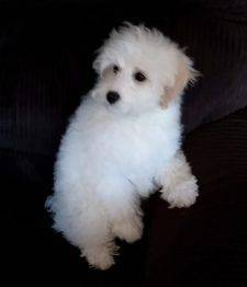 Missy Schnoodle Puppy For Adoption In Kalispell Montana