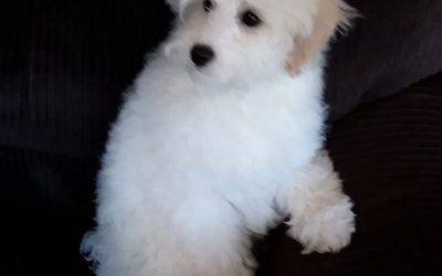 ADOPTED! Missy the  Schnoodle Puppy has been adopted in Kalispell MT – Not Available