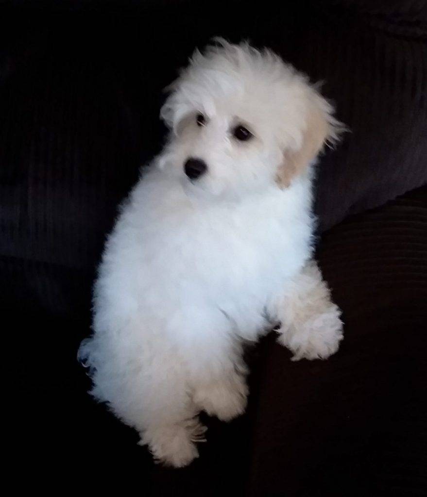 Missy schnoodle puppy for adoption in kalispell montana