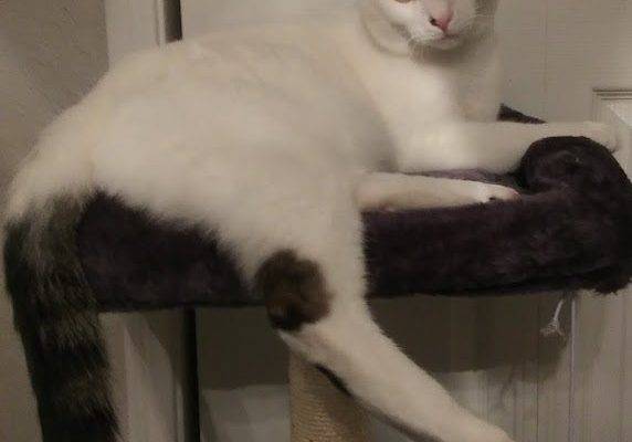 White Cat For Adoption In Austin TX – All Supplies Included – Adopt Patch
