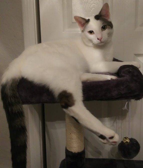 White Cat For Adoption in Austin TX – All Supplies Included – Adopt Patch