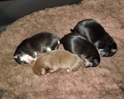 Chihuahua for adoption in kansas city