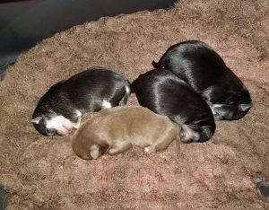 chihuahua for adoption in kansas city