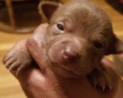 Chihuahua for adoption in kansas city