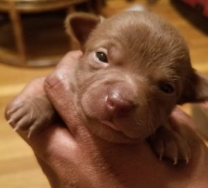 chihuahua for adoption in kansas city