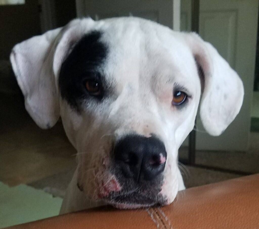 Argentine dogo for adoption in san diego ca