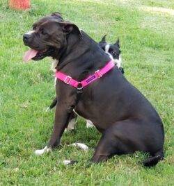 Skye Is An American Bulldog Pitbull Mix Dog For Adoption In Grande Prairie Texas