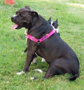 French bulldog dog for adoption in edmonton alberta