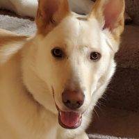 White German Shepherd Yellow Labrador Retriever Mix Dog For Adoption In Phoenix Arizona