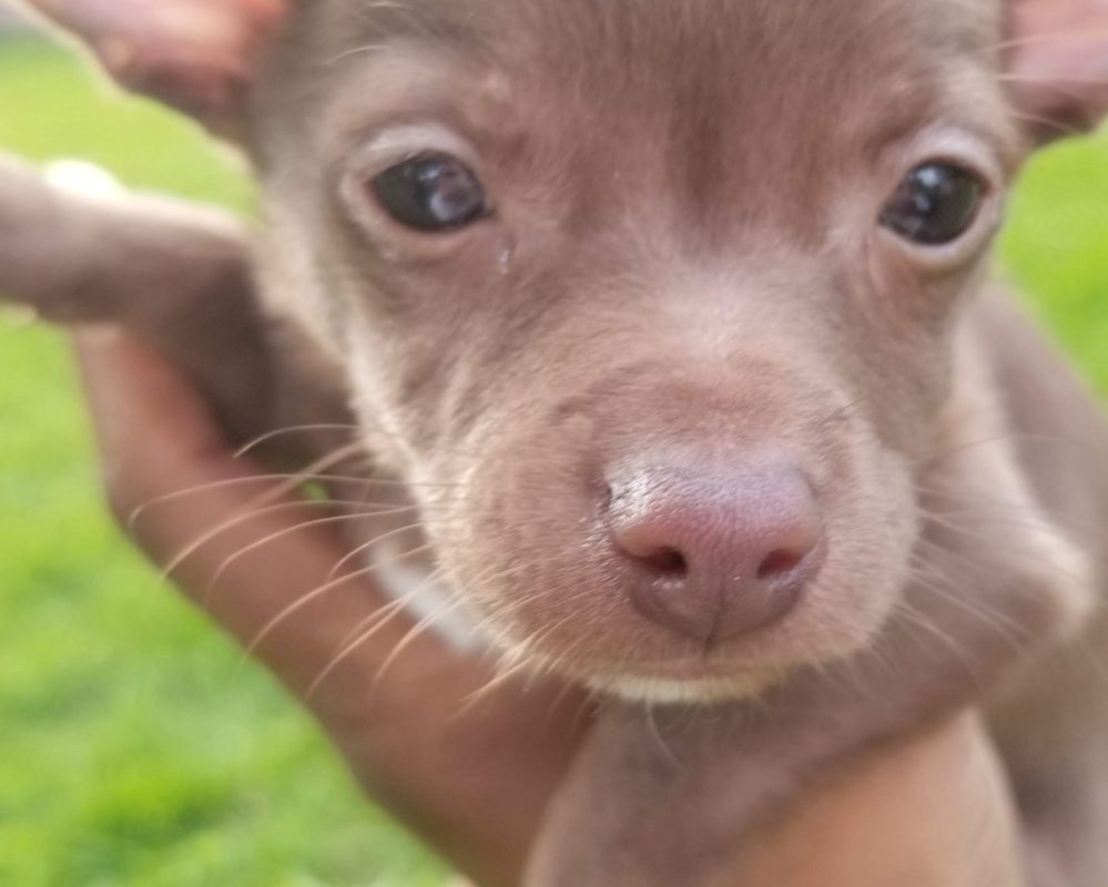 Adorable Chihuahua For Adoption in Kansas City, Kansas – Meet Brutus