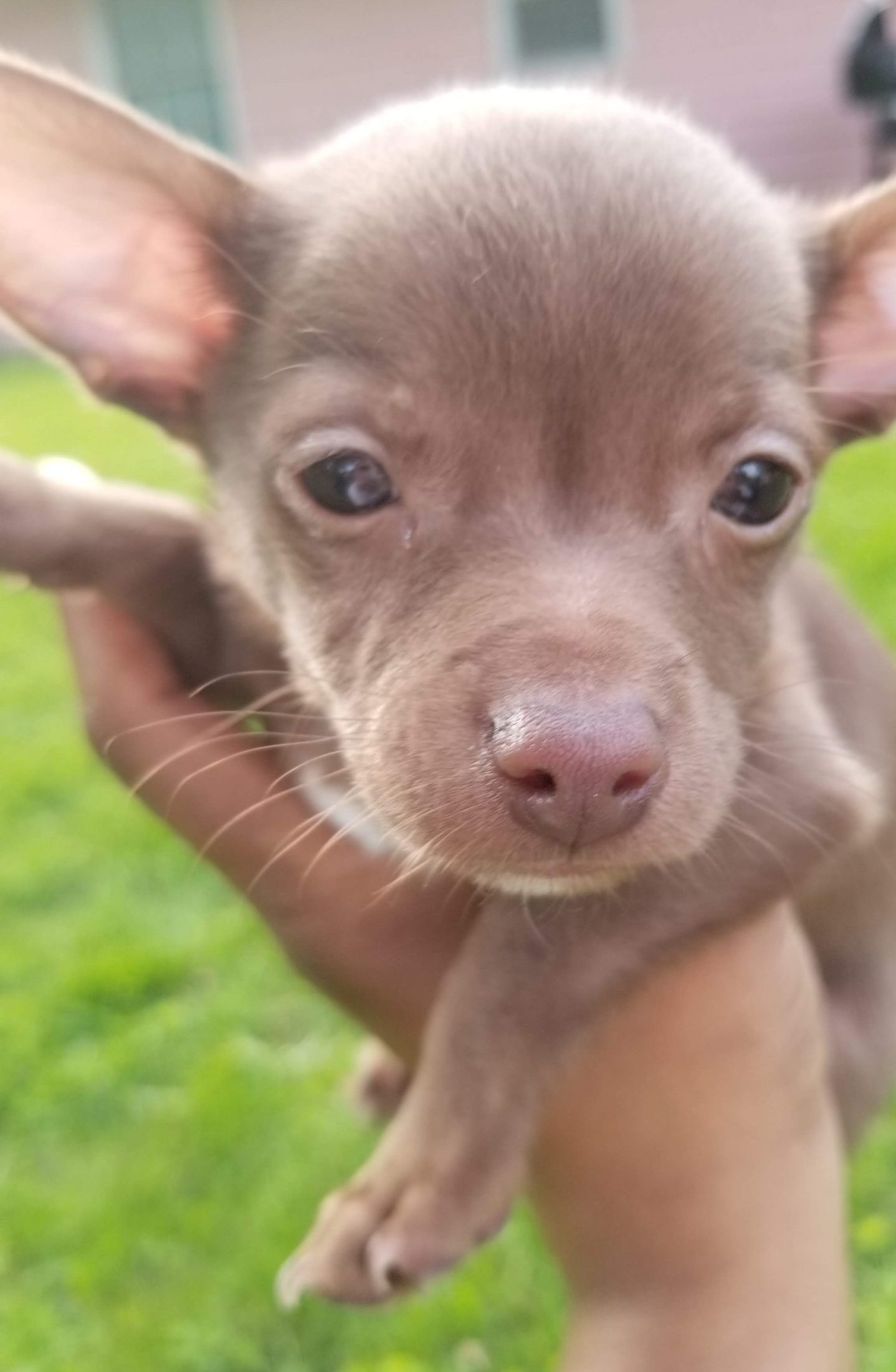 Adorable Chihuahua For Adoption in Kansas City, Kansas – Meet Brutus