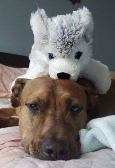 Hulk A Sable American Pit Bull Terrier (Pitbull) For Adoption In Philadephia