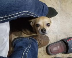 Chihuahua for adoption in kansas city ks