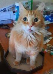 Long Coat Orange Tabby Cat For Adoption In Scottsdale AZ
