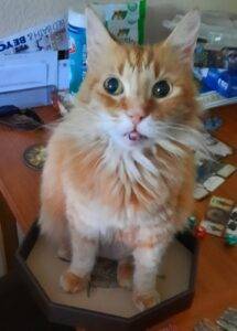 Stunning long haired orange tabby cat for adoption in scottsdale phoenix az – supplies included – adopt mr. Fluffy pants