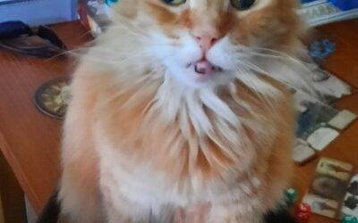 Stunning long haired orange tabby cat for adoption in scottsdale phoenix az – supplies included – adopt mr. Fluffy pants