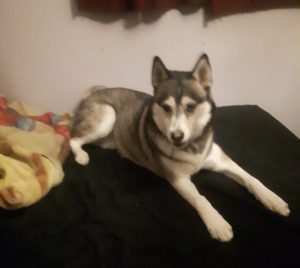 Stunning Siberian Husky For Adoption In Calgary AB – Supplies Included – Adopt Summit