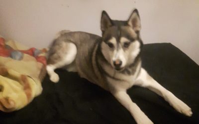 Stunning Siberian Husky for Adoption in Calgary AB – Supplies Included – Adopt Summit