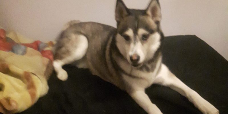 Stunning Siberian Husky for Adoption in Calgary AB – Supplies Included – Adopt Summit