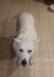 Sweet Senior German Shepherd Siberian Husky Mix (Shepsky) For Adoption In Calgary AB – Supplies Included – Adopt Betty White