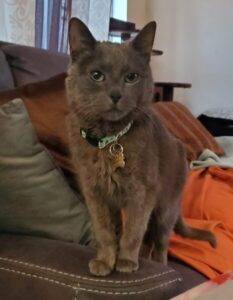 Russian blue cat for adoption in pinole california – supplies included – adopt frankie