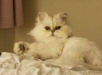Mr Puff A Persian Cat For Adoption In San Diego
