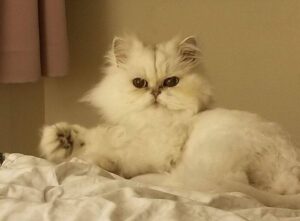 Mr puff a persian cat for adoption in san diego