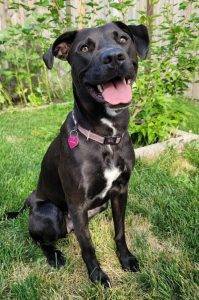 Gorgeous labrador retriever border collie mix (borador) dog for adoption in strathmore ab – supplies included – adopt athena