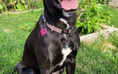 Gorgeous Labrador Retriever Border Collie Mix (Borador) Dog For Adoption in Strathmore AB – Supplies Included – Adopt Athena