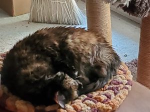 Gorgeous tortoiseshell cat for adoption in washington dc gaithersburg md