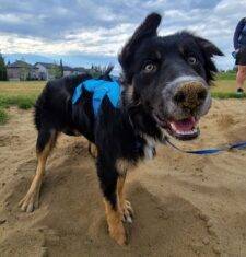 Toast Is A Border Collie For Adoption In Calgary