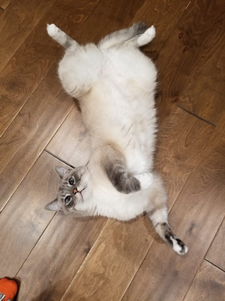 Declawed siamese mix cat for adoption in universal city teas tx – meet darling draco