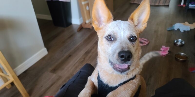 REHOMED – Goofy Red Heeler For Adoption in Huntsville TX – Meet Vesper