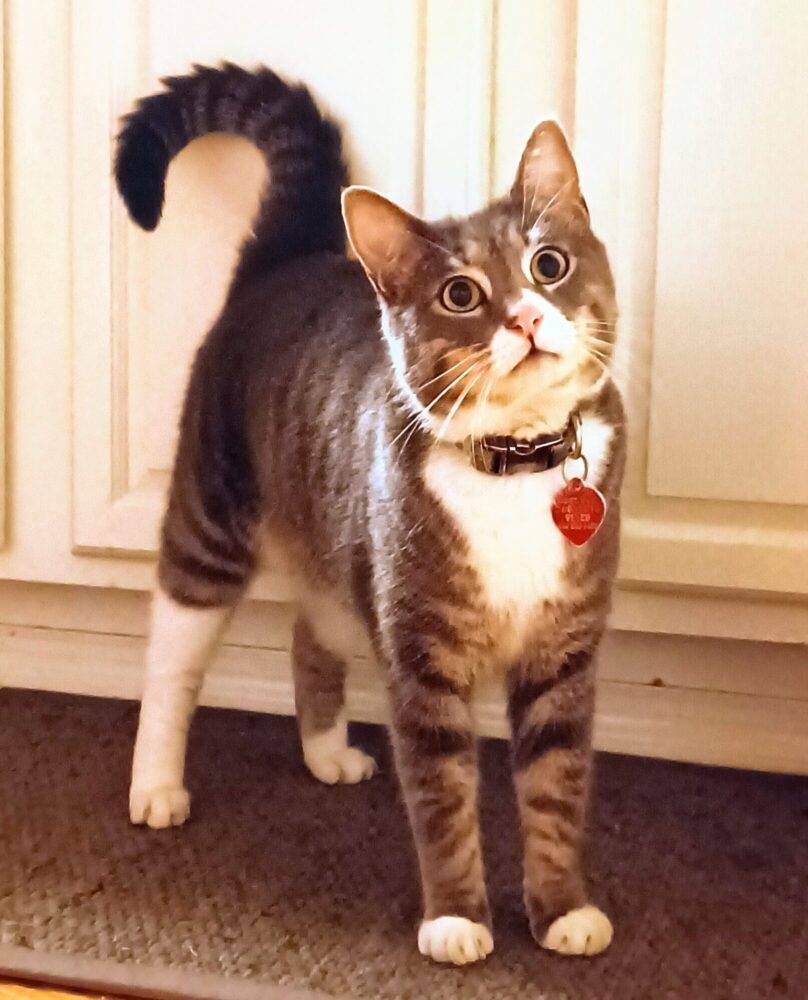 Stunning brown tabby tuxedo cat for adoption in brooklyn ny