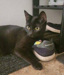 ADOPTED – Black Kitten In Rochester NY – Supplies Included -Meet Sombra
