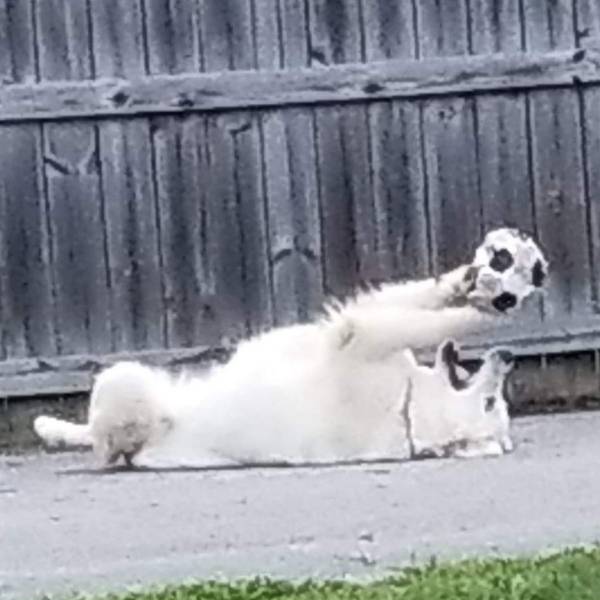 Great pyrenees dog to adopt in nashville tn