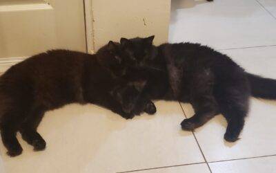 Stunning Black Persian Mix Cats For Adoption in Honolulu (Aiea) Hawaii – Supplies Included – Adopt Edgar and Hades