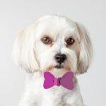 Bow Pink A Wearing Dog Morkie