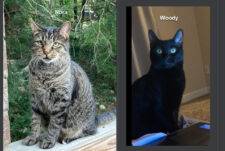 Brown Tabby Cat & Black Cat For Adoption In Bowling Green KY – Supplies Included – Adopt Nora And Woody