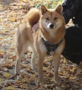 Shiba inu dog for adoption in calgary ab