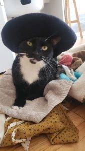 Pretty tuxedo cat for adoption in brooklyn ny – supplies included – adopt joan