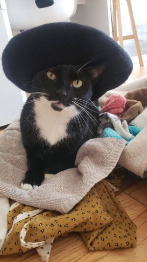 Pretty Tuxedo Cat For Adoption In Brooklyn NY – Supplies Included – Adopt Joan