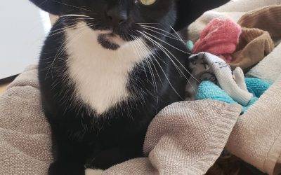 Pretty Tuxedo Cat for Adoption in Brooklyn NY – Supplies Included – Adopt Joan